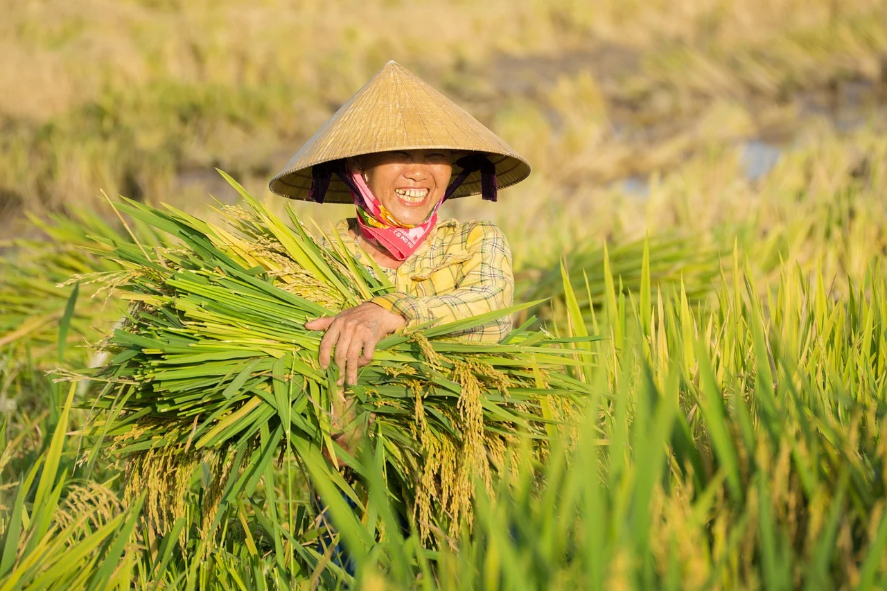 rice 9829225 1280